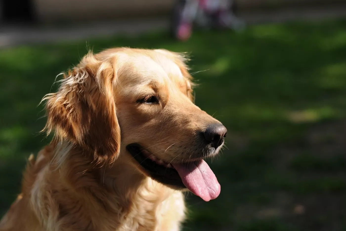 qué razas de perros son buenos compañeros de carrera